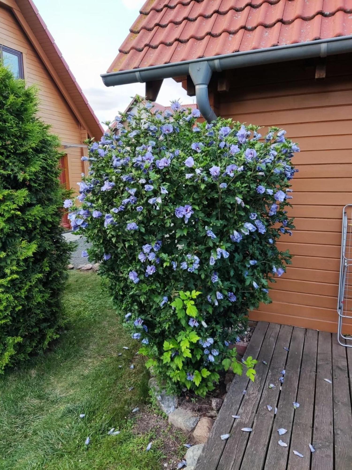 Ferienhaus Bliev-Hee Nr 4 Klink Exteriör bild